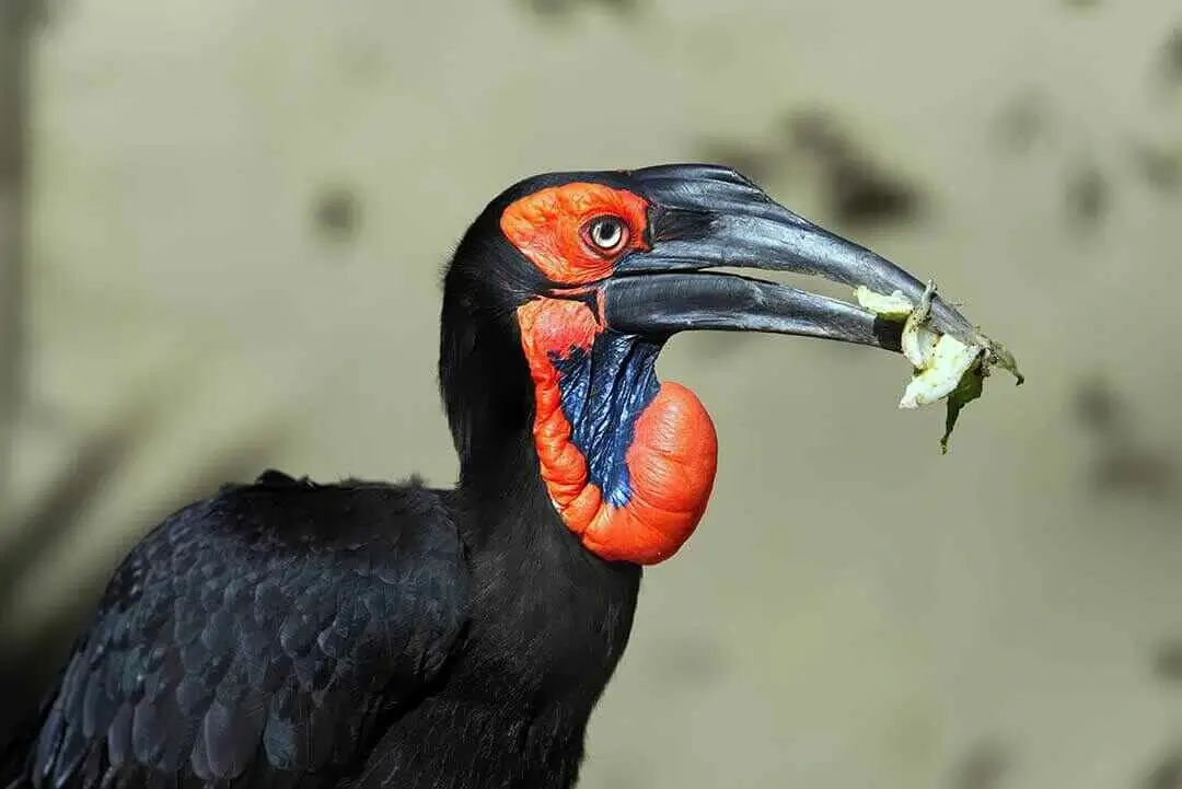 Southern ground hornbill